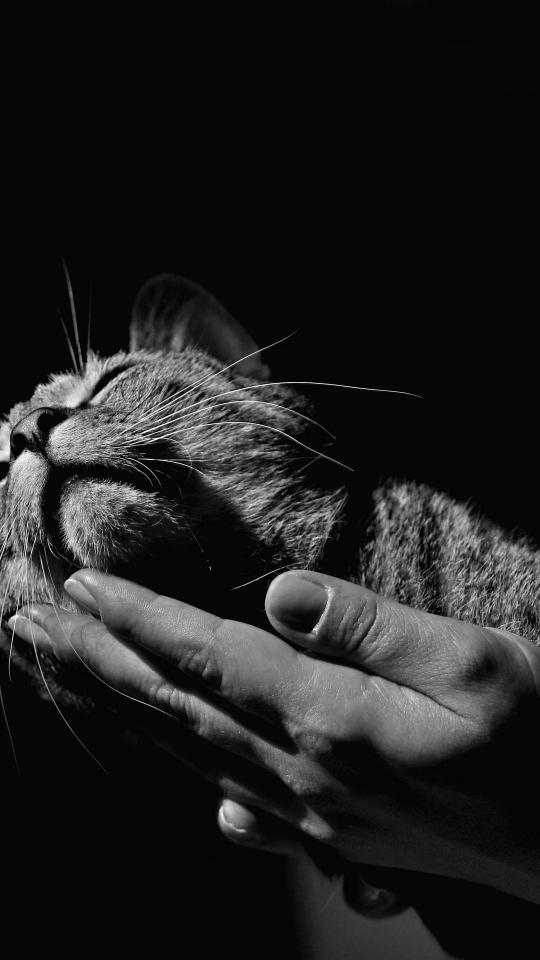 Serene Cat in Hand - Related OpersCraft wallpaper