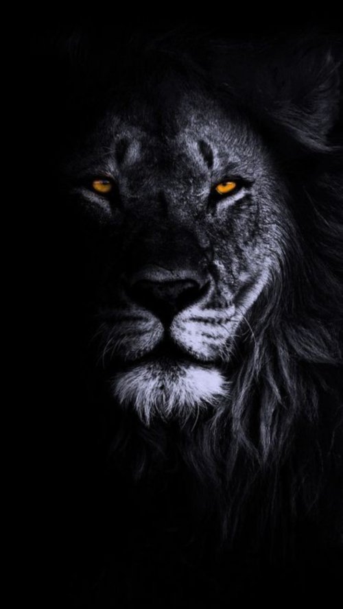 Shadow Lion Gaze - Related OpersCraft wallpaper
