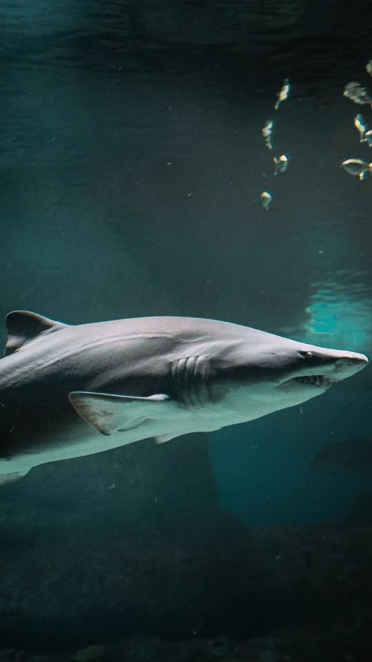 Shark in Deep Water - Related OpersCraft wallpaper