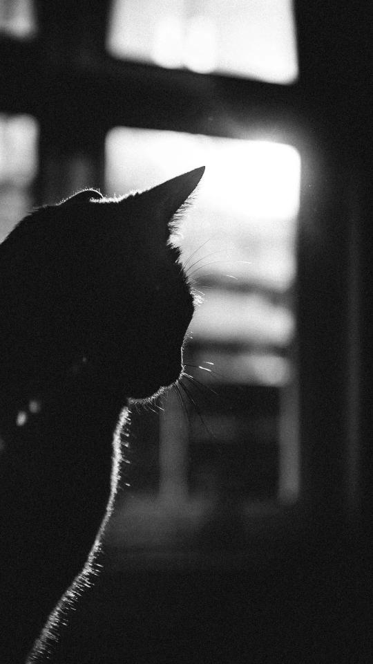Silhouette Cat Contemplation - Related OpersCraft wallpaper