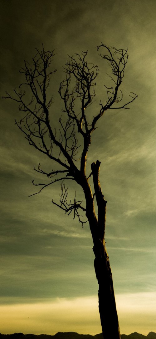 Silhouette of a Dead Tree