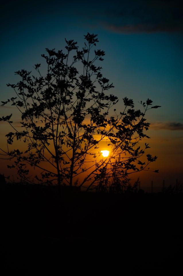 Silhouette Sunset Tree - Related OpersCraft wallpaper