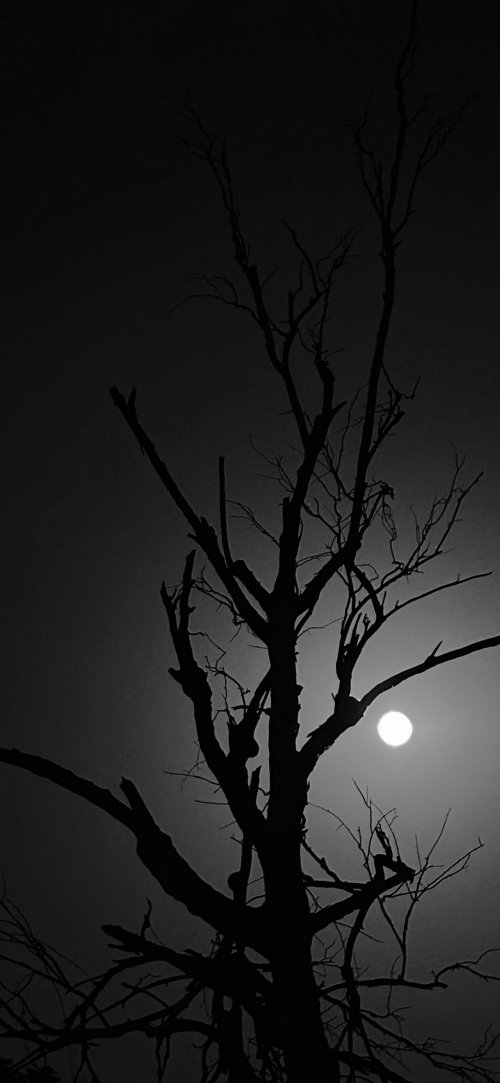 Silhouette Tree Against Moon - Related OpersCraft wallpaper