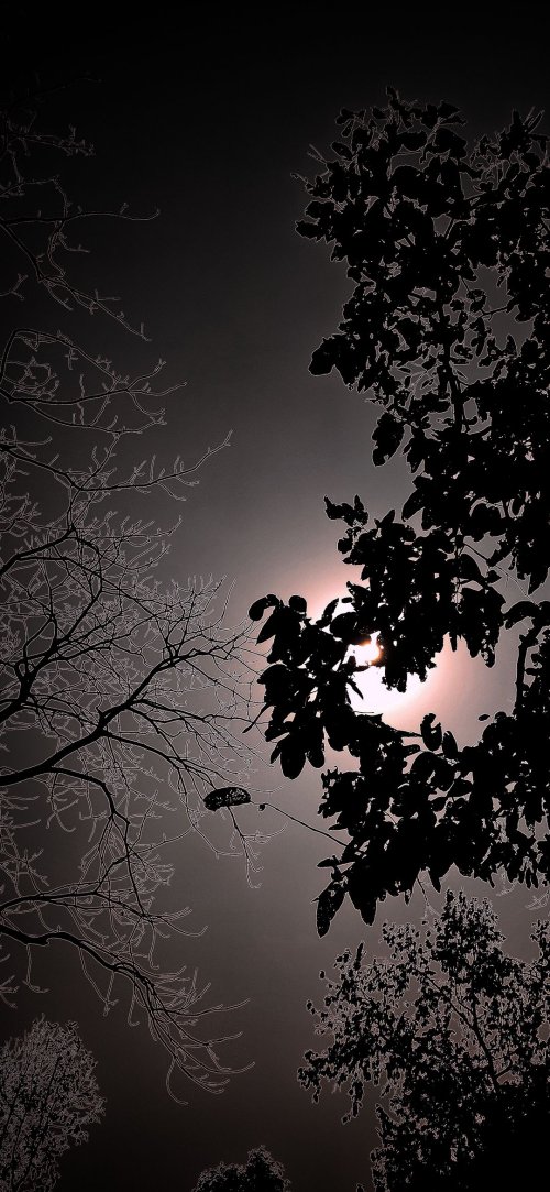 Silhouetted Trees and Sun - Related StockWalls wallpaper