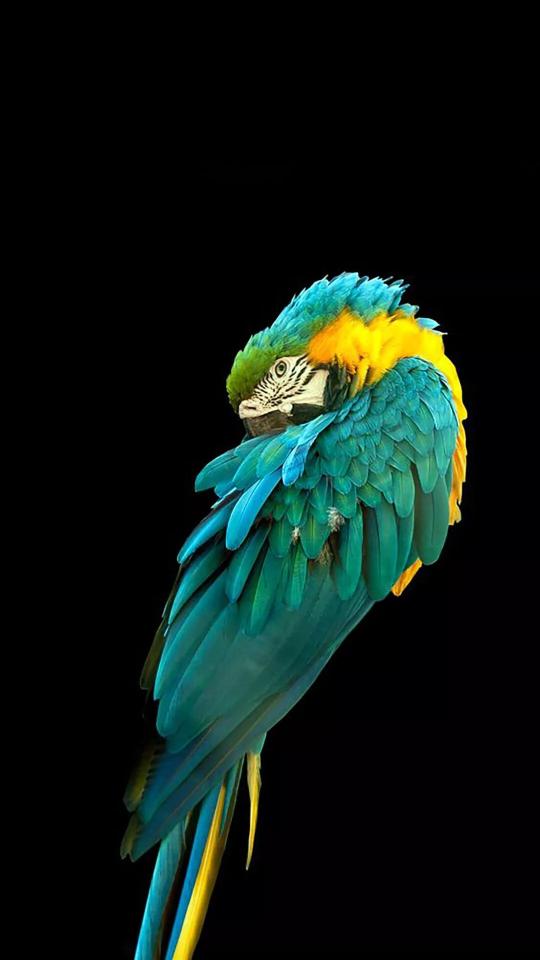 Sleeping Blue and Gold Macaw - Related StockWalls wallpaper