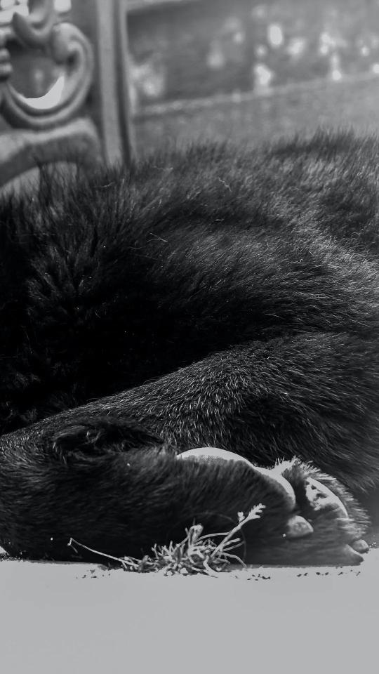 Sleeping Dog Portrait - Related OpersCraft wallpaper