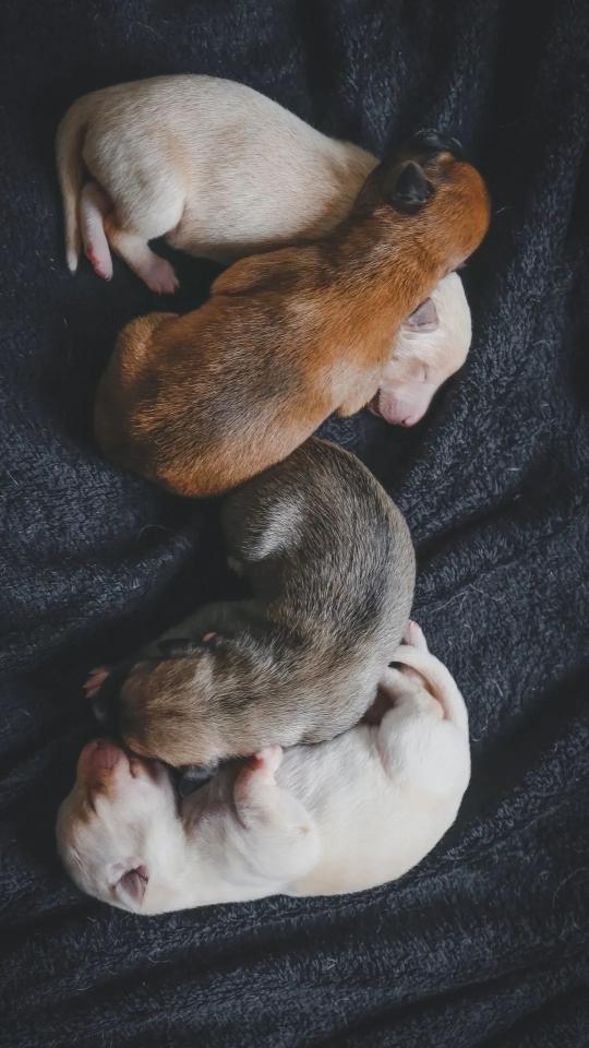 Sleeping Puppy Pile - Related Desktop & Laptop wallpaper