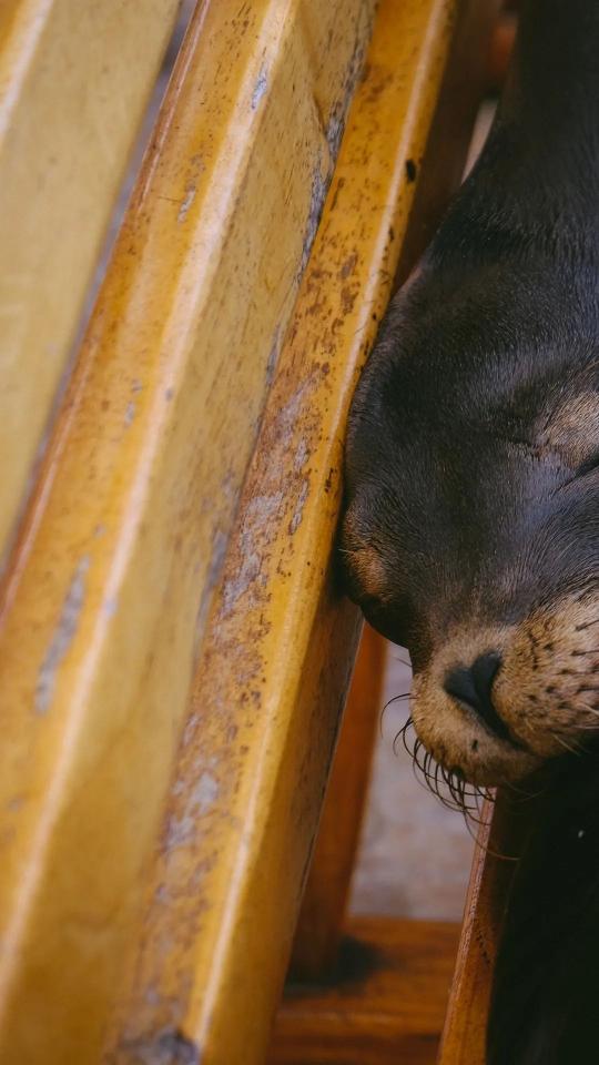Sleeping Sea Lion - animals Wallpaper