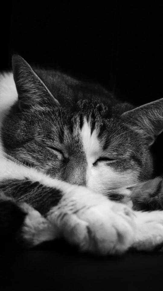 Sleeping Tabby Cat - Related OpersCraft wallpaper