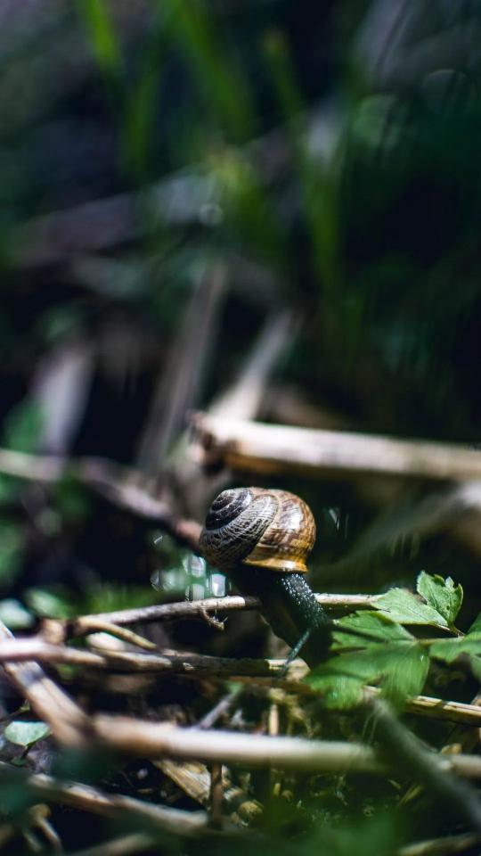 Snail on a Twig - animals Wallpaper