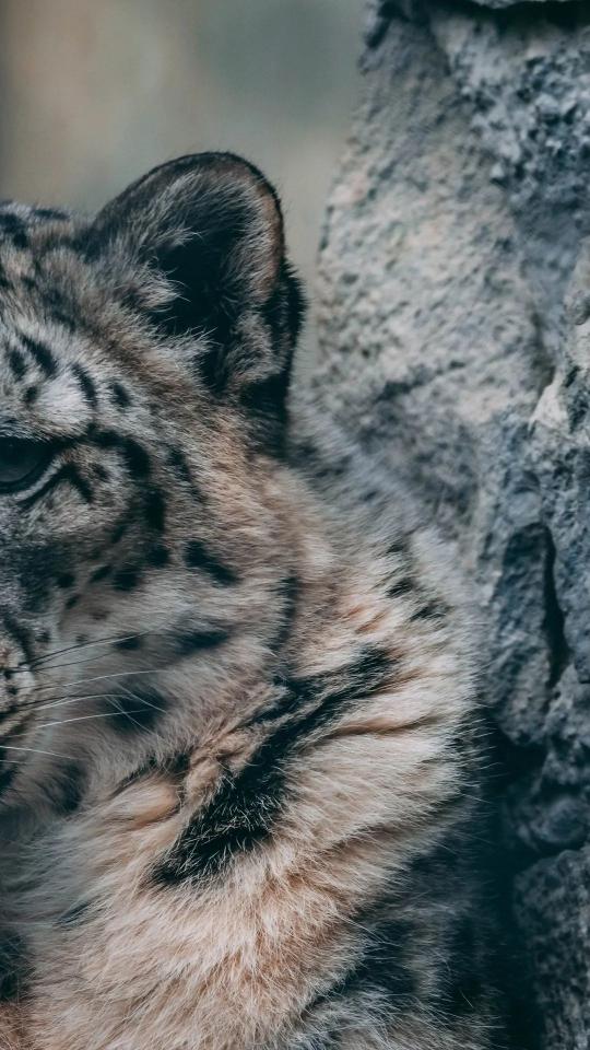 Snow Leopard Close-Up - animals Wallpaper