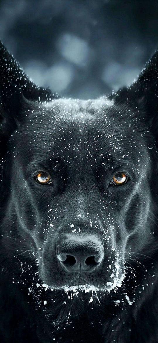 Snowy Black Dog Portrait