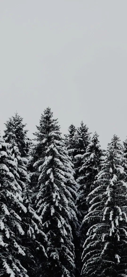 Snowy Evergreen Forest - Related OpersCraft wallpaper