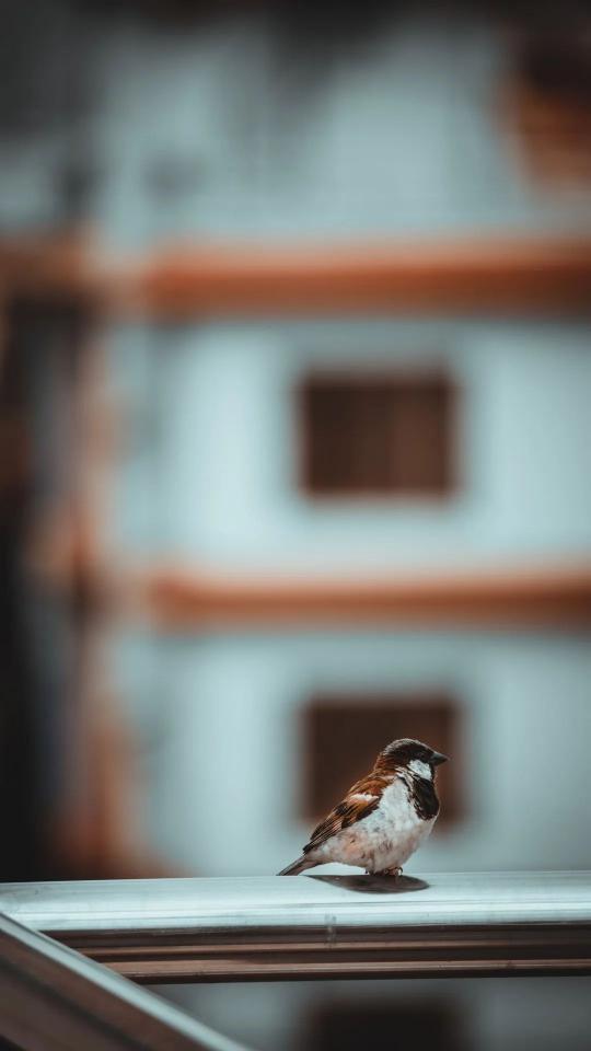 Sparrow on Balcony Railing - Related OpersCraft wallpaper