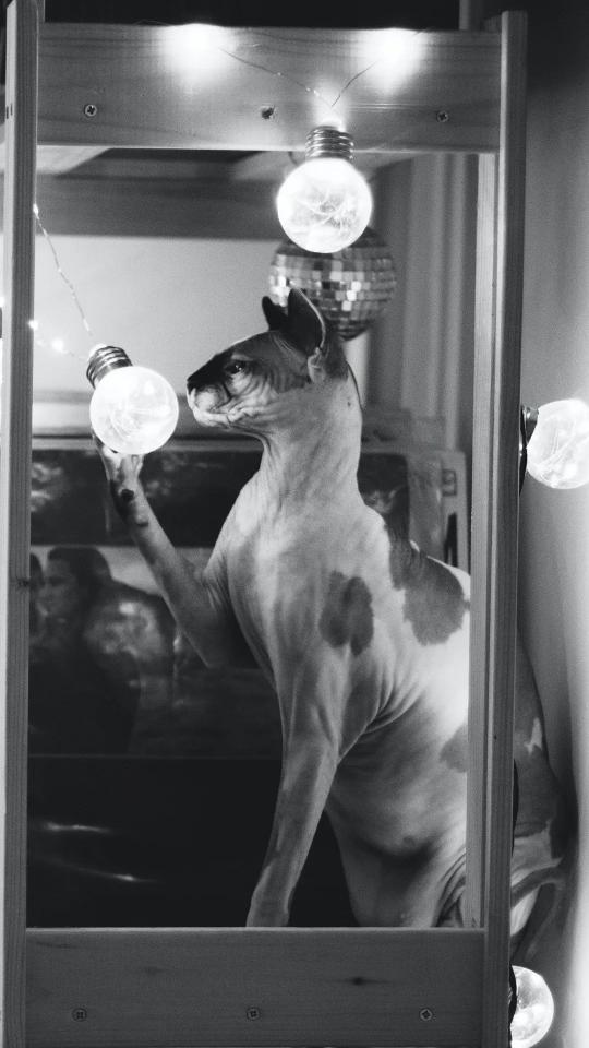 Sphynx Cat and Lights - Related OpersCraft wallpaper