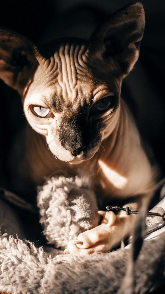 Sphynx Cat Portrait - Related OpersCraft wallpaper