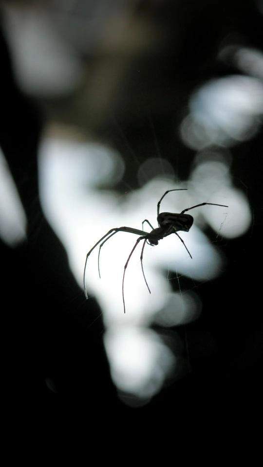 Spider in the Dark