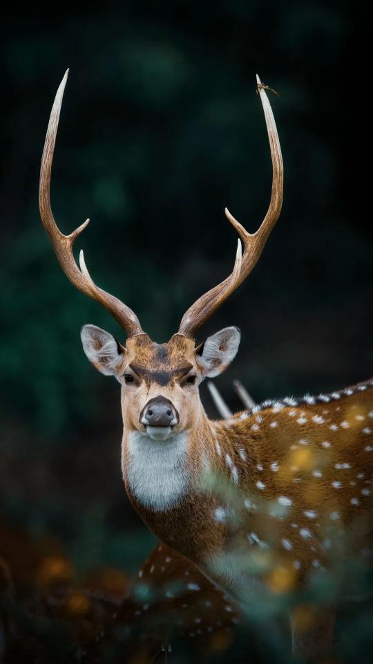 Spotted Deer Portrait