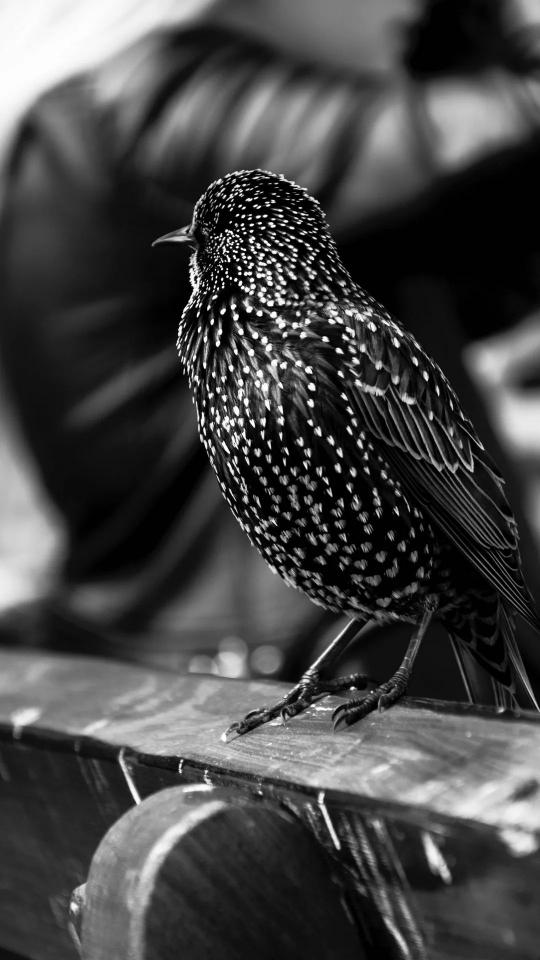 Spotted Starling in Monochrome - Related StockWalls wallpaper