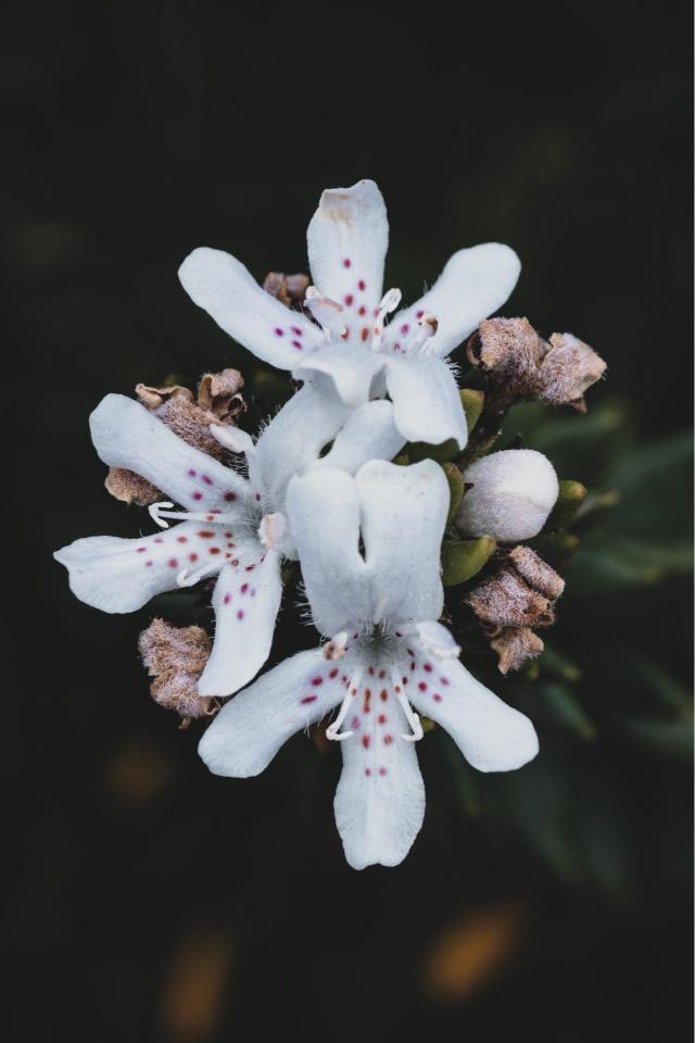 Spotted White Flowers - Related OpersCraft wallpaper