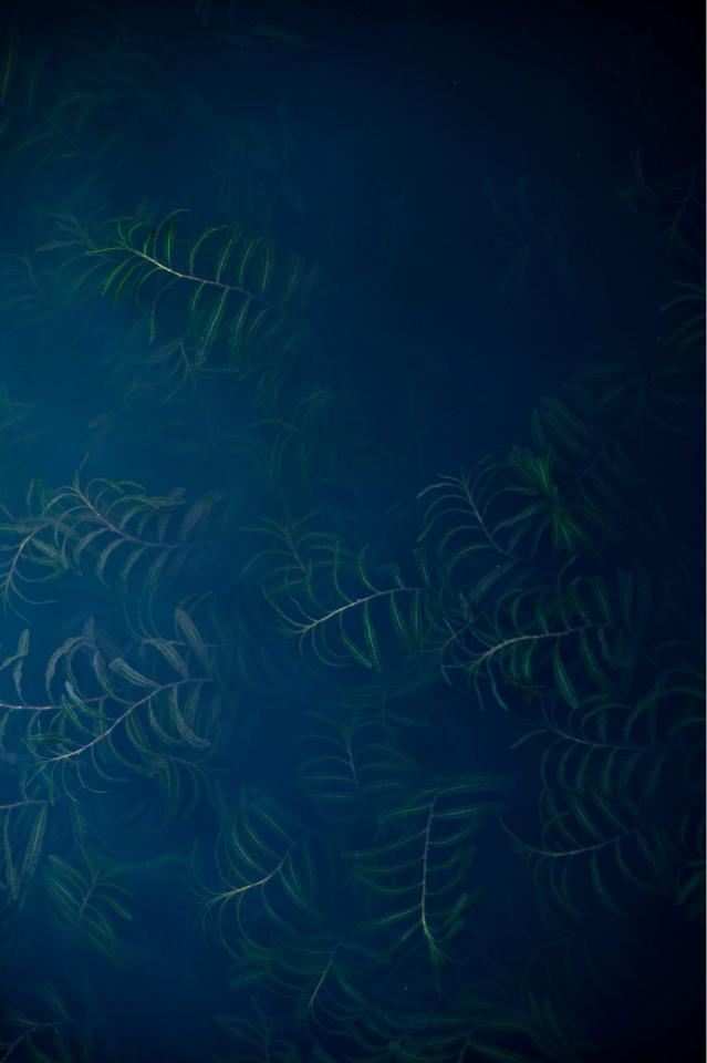 Submerged Aquatic Plants - Related OpersCraft wallpaper