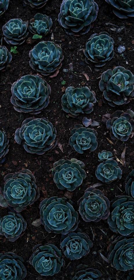 Succulent Garden Dark Mood - Related OpersCraft wallpaper