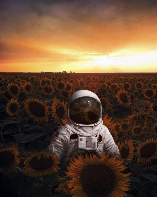 Sunflower Field Astronaut - astronaut Wallpaper