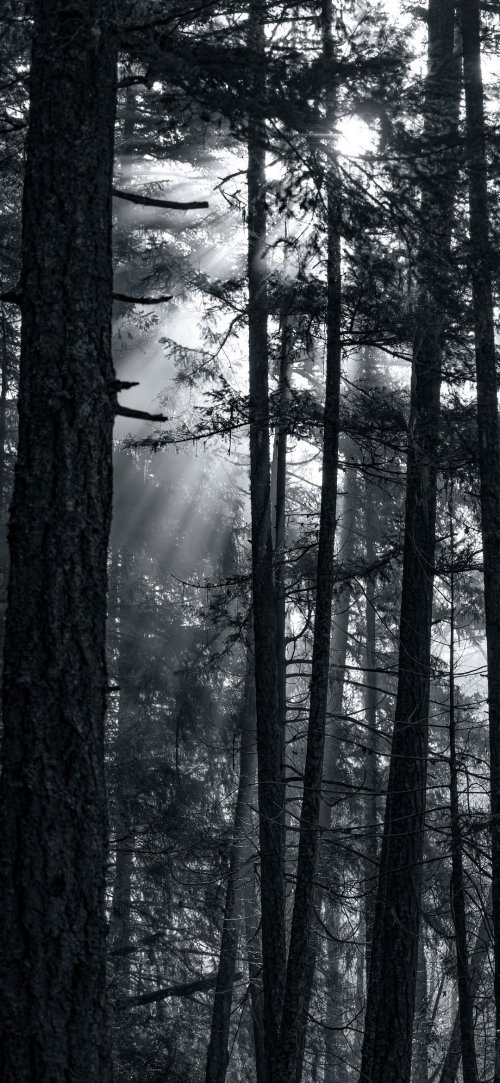 Sunlit Forest Monochrome