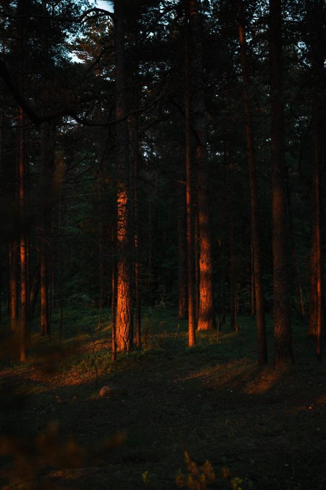 Sunlit Forest Trees - Related OpersCraft wallpaper