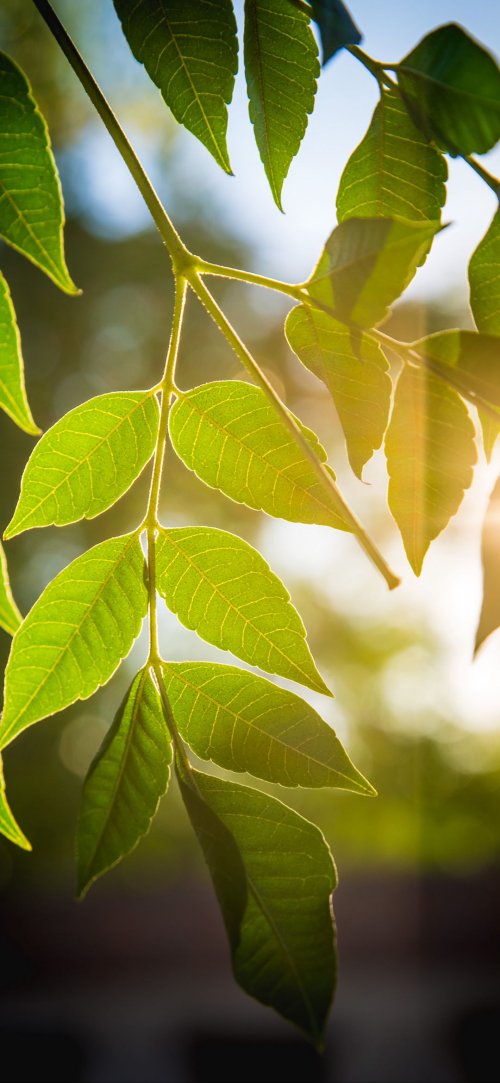 Sunlit Green Leaves - Related StockWalls wallpaper