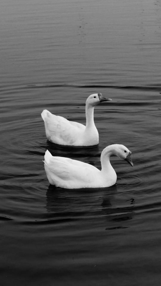 Swans in Monochrome Serenity - birds Wallpaper