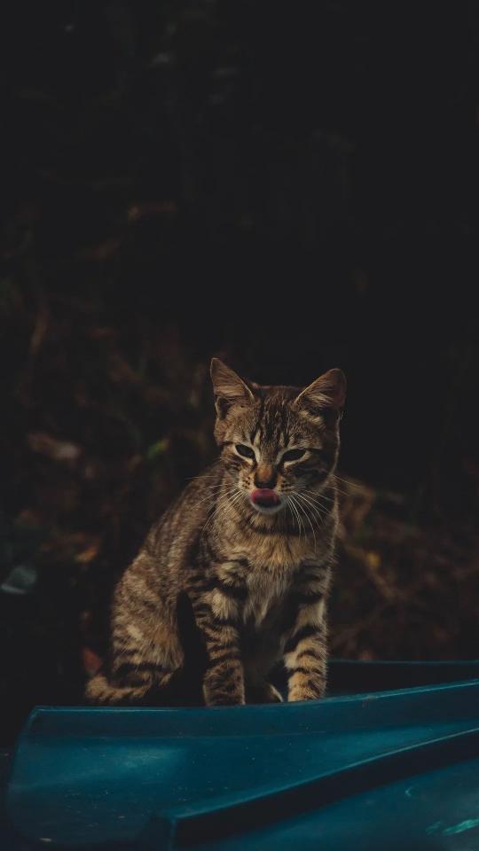 Tabby Cat Licking Nose - Related OpersCraft wallpaper