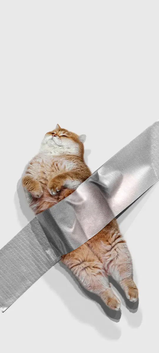 Taped Up Cat - cat Wallpaper