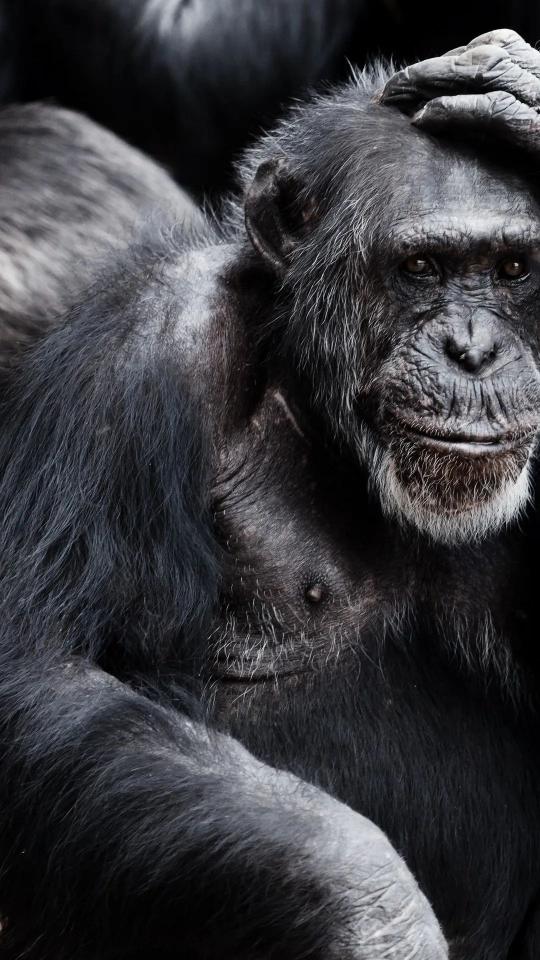 Thoughtful Chimpanzee Portrait - Related OpersCraft wallpaper