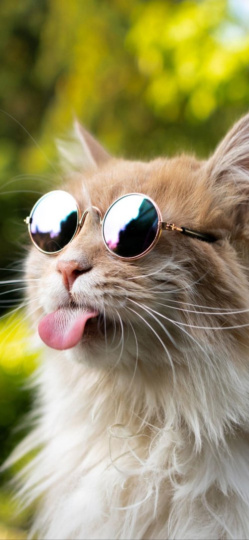 Tongue_Out_Sunglasses_Cat - animals Wallpaper