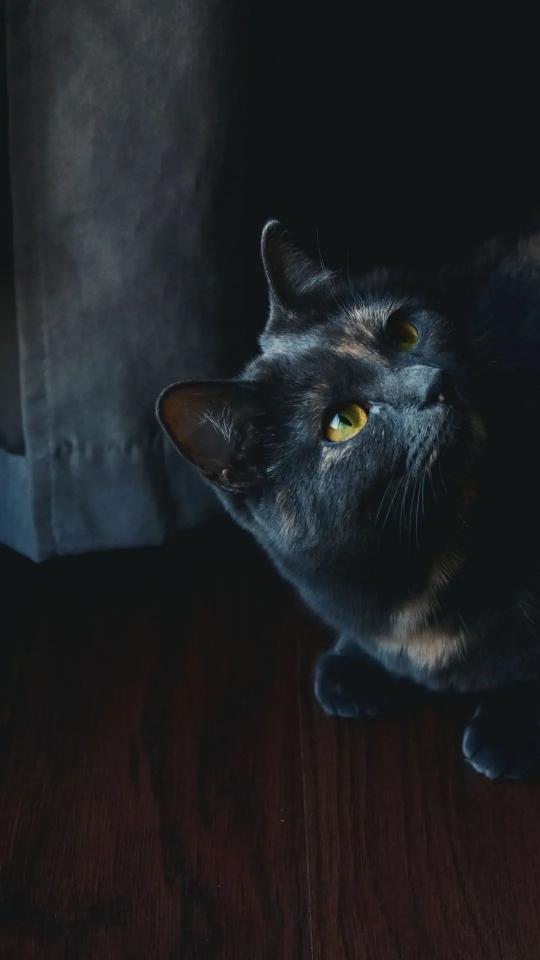 Tortoiseshell Cat Gaze - Related OpersCraft wallpaper