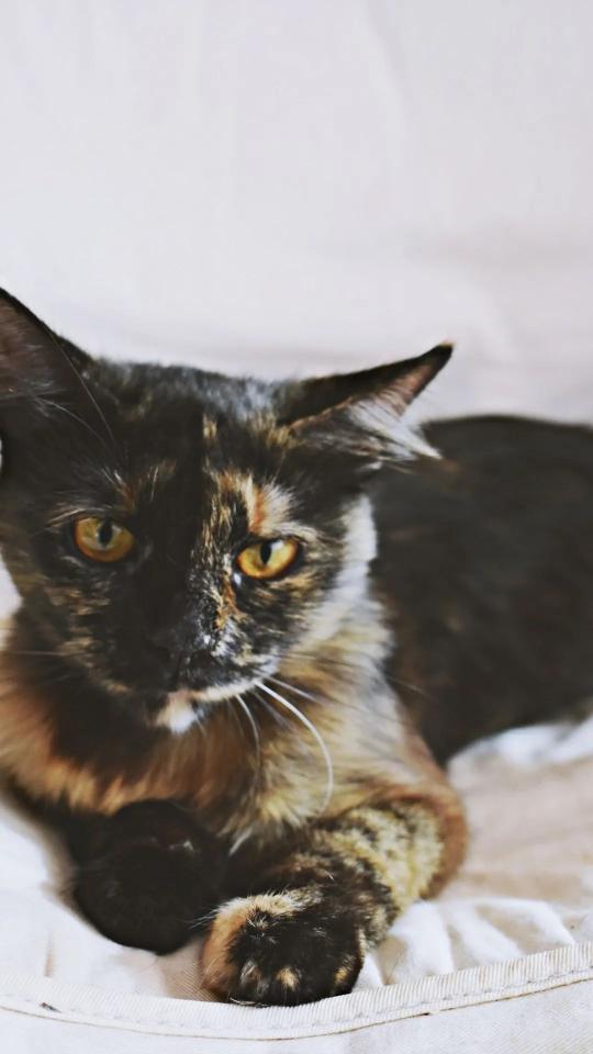 Tortoiseshell Cat Portrait - Related OpersCraft wallpaper