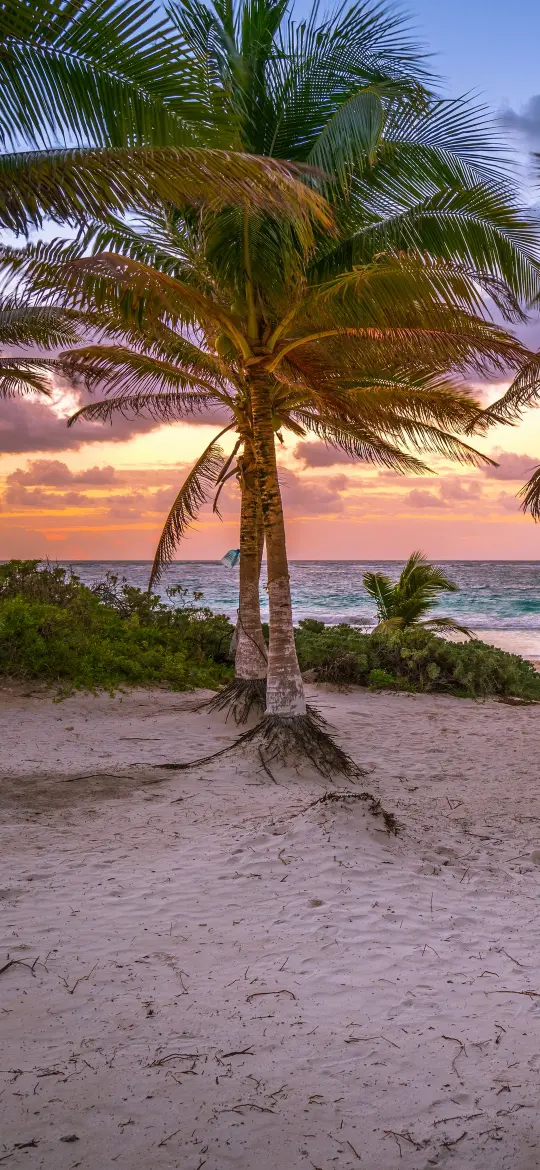Tropical Sunset Palm Trees - Related Desktop & Laptop wallpaper
