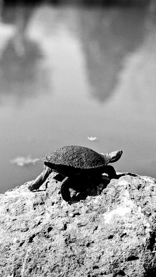 Turtle on a Rock
