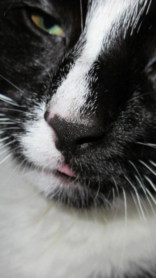 Tuxedo Cat Close-Up - Related OpersCraft wallpaper
