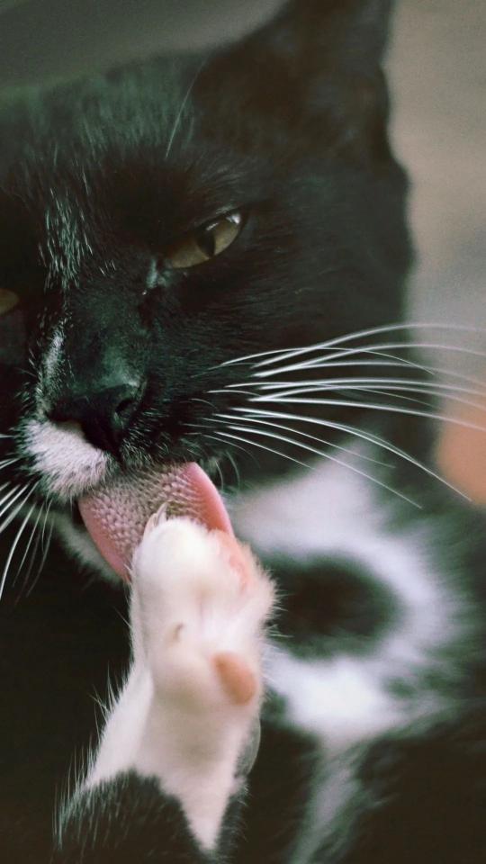 Tuxedo Cat Grooming - Related OpersCraft wallpaper