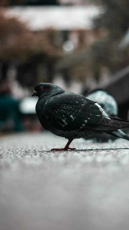 Urban Pigeon Portrait - Related OpersCraft wallpaper