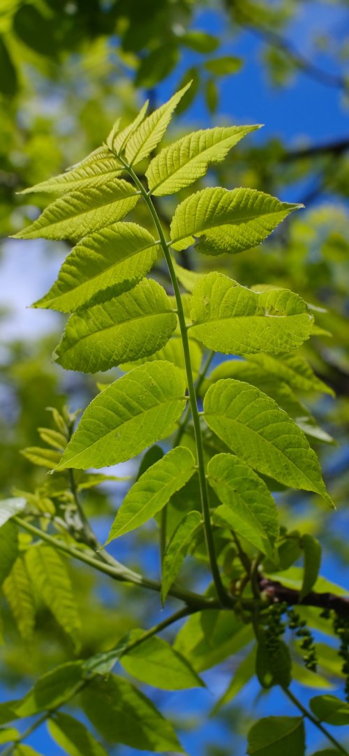 Vibrant Green Leaves - Related StockWalls wallpaper