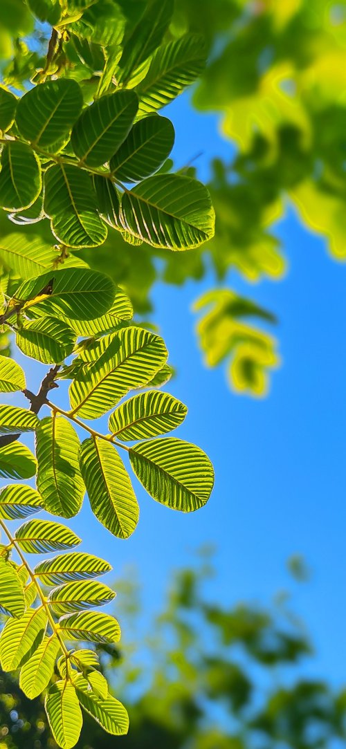 Vibrant Green Leaves Sky - Related StockWalls wallpaper