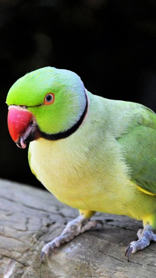 Vibrant Green Parrot Portrait - Related OpersCraft wallpaper