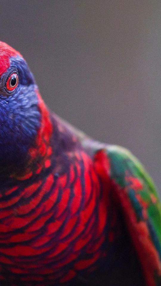 Vibrant Lorikeet Close-Up - birds Wallpaper