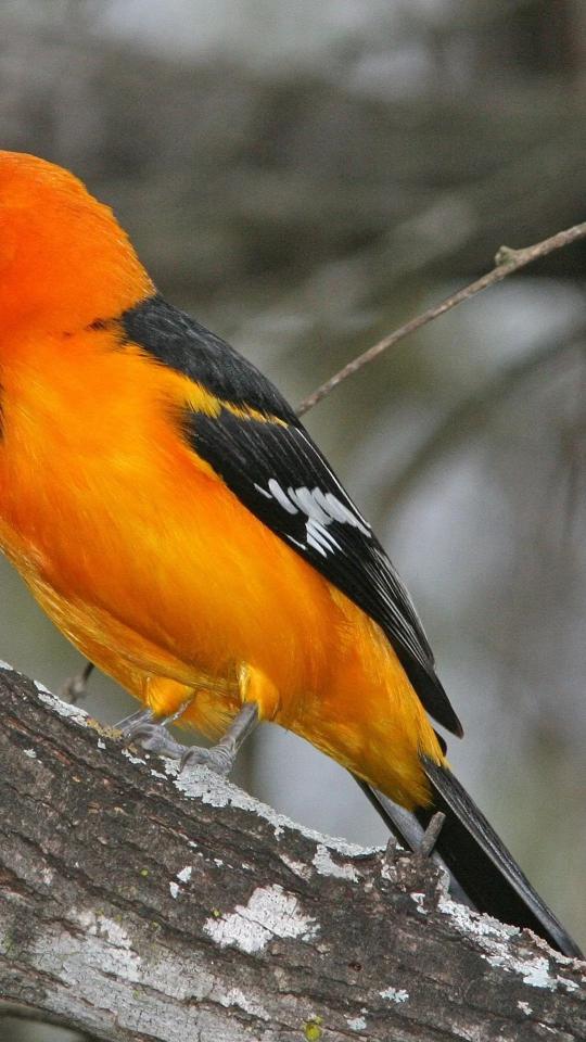 Vibrant Oriole Bird Portrait - Related OpersCraft wallpaper