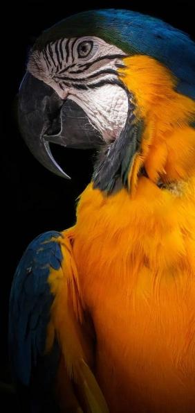 Vibrant Parrot Portrait