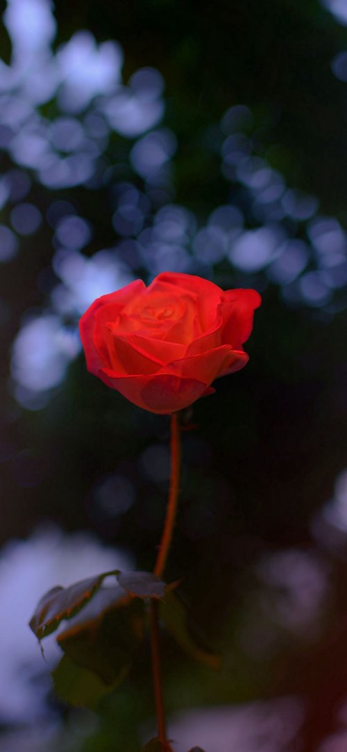 Vibrant Red Rose