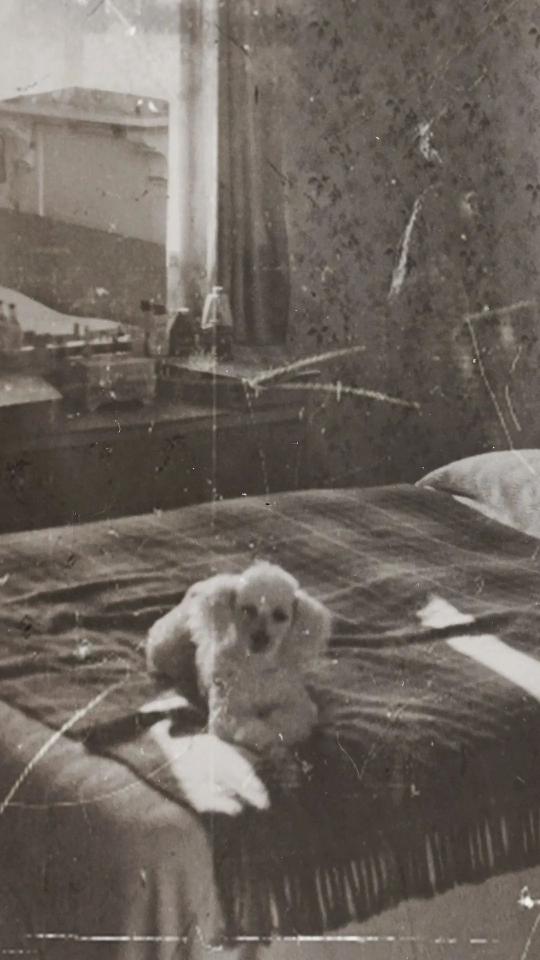 Vintage Dog Portrait - vintage Wallpaper